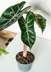 Alocasia in a pot on the shelf. Stylish wooden shelves with green houseplants. Modern room decor, interior. Lifestyle, Still life with plants 