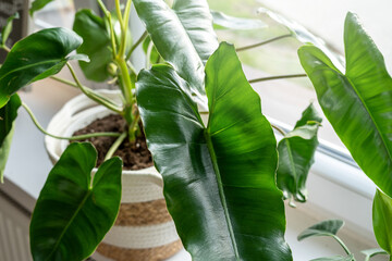Philodendron Burle in a pot on the sill . Stylish green big leaves. Modern room decor, interior. Lifestyle, Still life with plants 
