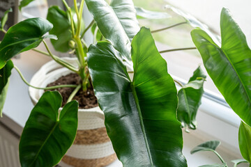 Philodendron Burle in a pot on the sill . Stylish green big leaves. Modern room decor, interior....