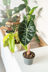 Alocasia in a pot on the shelf. Stylish wooden shelves with green houseplants. Modern room decor, interior. Lifestyle, Still life with plants 