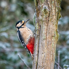 woodpecker on a tree