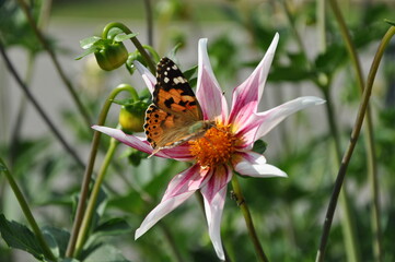 Anemone hupehensis, called «Prinz Heinrich». Flowers of the Japanese anemone, Anemone hupehensis.Vanessa cardui butterfly flower.