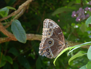  Blue Morpho Butterfly (Morpho Peleides)