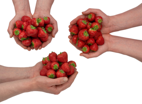Male hands holding fresh strawberry isolated on white background. Fresh berries.