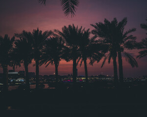 Obraz premium palm trees at sunset