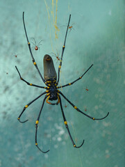 Golden Orb Spider in Its Web, Mossman Gorge, Eastern Australia
