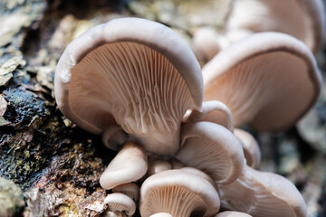 Grey Oyster Mushrooms growing on a tree