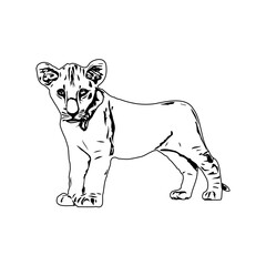 black and white sketch of a lion with a transparent background