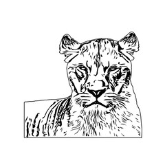 black and white sketch of a lion with a transparent background