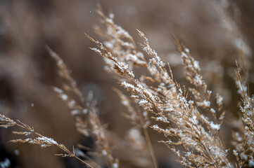 Winter view with snowy stalks of dry grass on a blurred background during a snowfall. Closeup