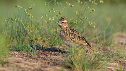 Sky Lark (Alauda arvensis) sitting in grass with a green background.