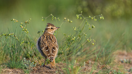 Sky Lark (Alauda arvensis) sitting in grass with a green background.
