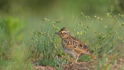 Sky Lark (Alauda arvensis) sitting in grass with a green background.