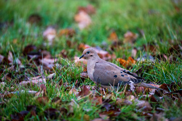 Mourning Dove in the Grass and Leaves