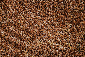 Abstract background grain harvested harvest
