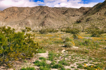 Fototapeta na wymiar A floral carpet in the desert after a rainy day in winter, with high, rocky hills in the background. Joshua Tree National Park, Mojave Desert, California, USA. 