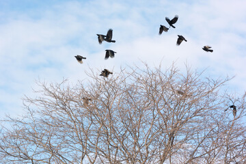 A Flock Of Crows In The Trees In Winter