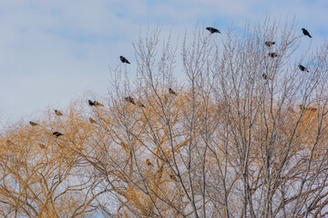 A Flock Of Crows In The Trees In Winter