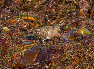 Black Turnstone Foraging on Coast