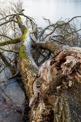 A broken tree trunk lies in the icy lake