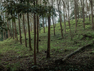 Hevea rubber trees with bowls for gathering latex as source of natural rubber, Samui, Thailand