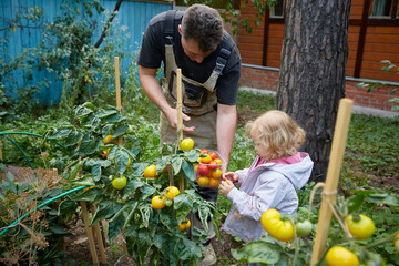 Fototapeta premium Dad and daughter are picking tomatoes. portrait of farmers family , dad and daughter holding boxes with fresh vegetables, harvest on farm.
