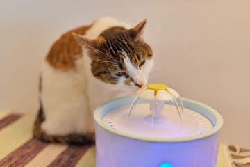 Pet water dispenser with automatic gravity refill.
