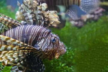 Lionfish (dendrochirus zebra), fish in an aquarium, blurred background