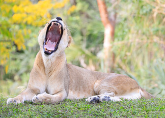 Lioness portrait laying on the grass with open mouth