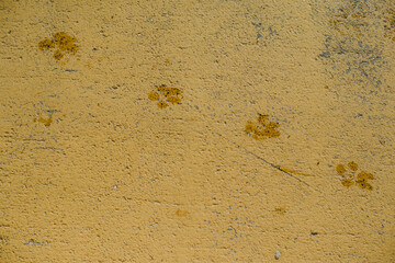 Wet dog tracks on the asphalt, on the yellow road