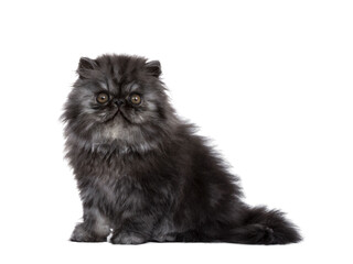 Adorable fluffy black smoke Persian cat kitten, sitting side ways. Looking straight at camera with...