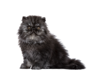 Adorable fluffy black smoke Persian cat kitten, sitting side ways. Looking straight at camera with round brown eyes. Isolated cutout on transparent background.