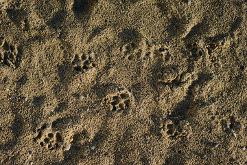 Wet dog tracks on the asphalt, on the yellow sent