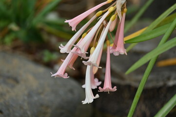Cyrtanthus Mackenii ( Fire lily ) flowers.
Amaryllidaceae perennial bulbous plants. The flowering...