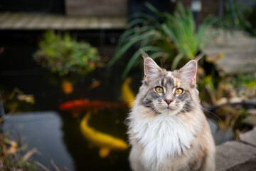 Naklejka na ściany i meble maine coon cat portrait with pond and koi carps
