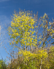 Arbre sur fond de ciel bleu, d&eacute;but de l'automne