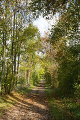 Chemin en forêt au début de l'automne