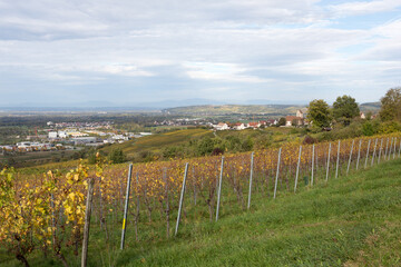 Fototapeta na wymiar Vignes en automne