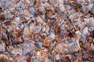 icy autumn leaves with dew frost