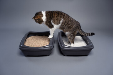two cat litter boxes with clay and organic cat litter. cat switching from one to another. concept...