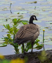 great crested grebe