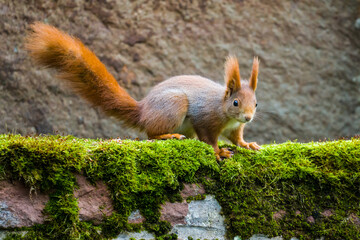 Cute squirrel on the wall close up
