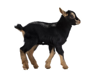 Cute black brown baby pygmy goat, walking side ways. Looking straight ahead. Isolated cutout on transparent background.