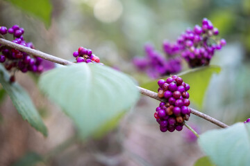 wild berries in forest
