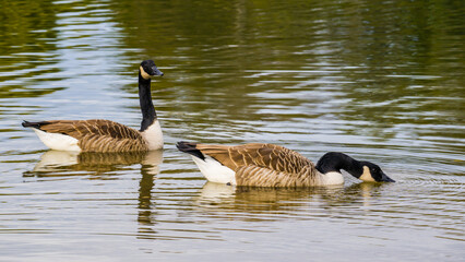 Pair of canada geese swimming on lake