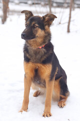 brown shepherd dog sitting full body photo on snowy white background