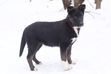 black fluffy puppy dog full body photo on snowy winter background