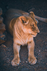Obraz premium Lioness at the Safari 