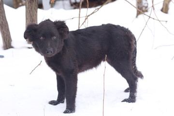 black puppy dog full body portrait isolated on white