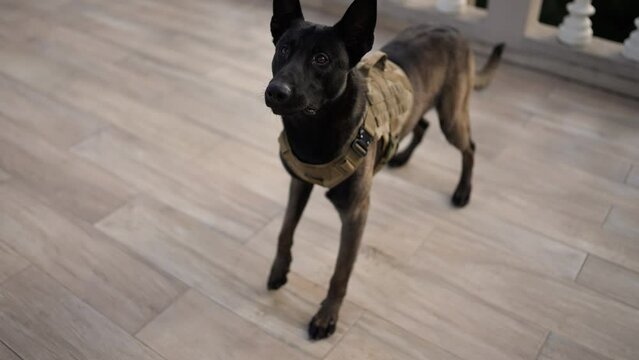Black service dog german shepherd in service collar following commands